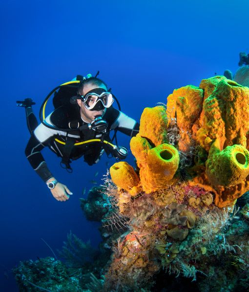 Snorkeling and Diving